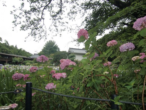 20130616_101210_CIMG1763