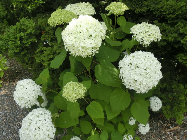 20180609_143623_CIMG0369