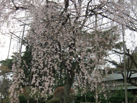 20160403_164428_CIMG6921