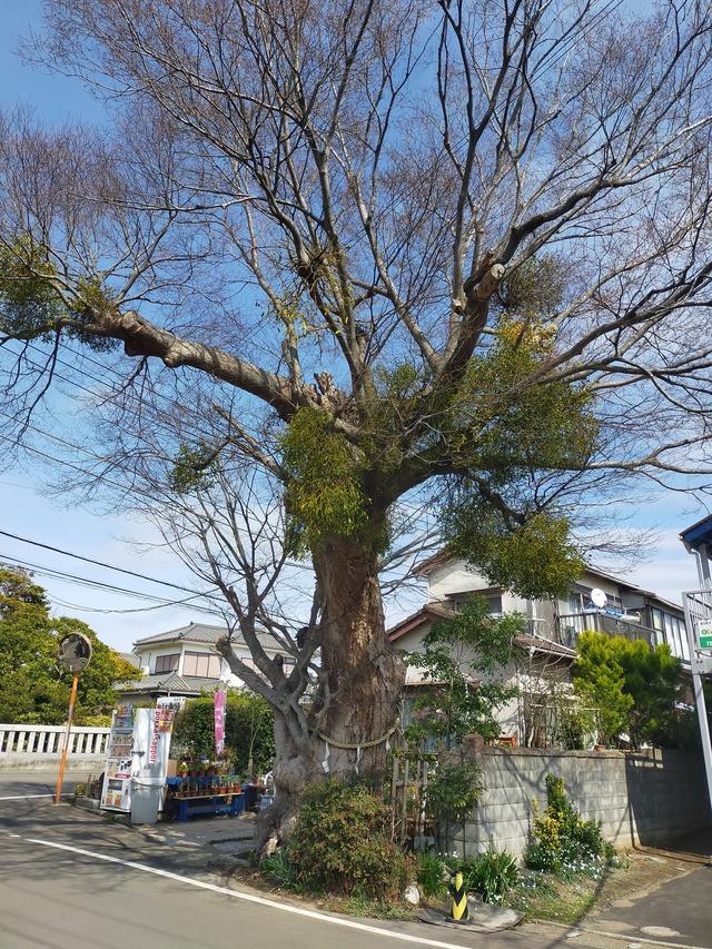 IMG20210309132102
