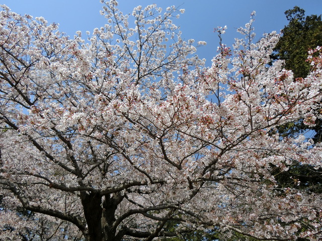 20180401_132401_CIMG8785