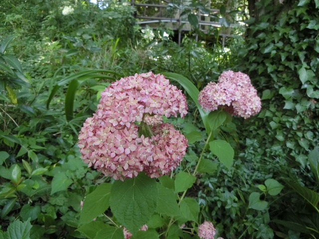 20180625_114952_CIMG1145