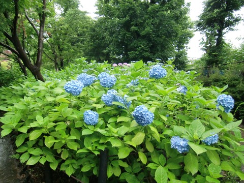 20130616_095918_CIMG1753