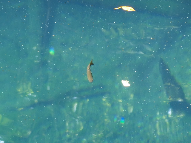 20190716_092917_CIMG3799