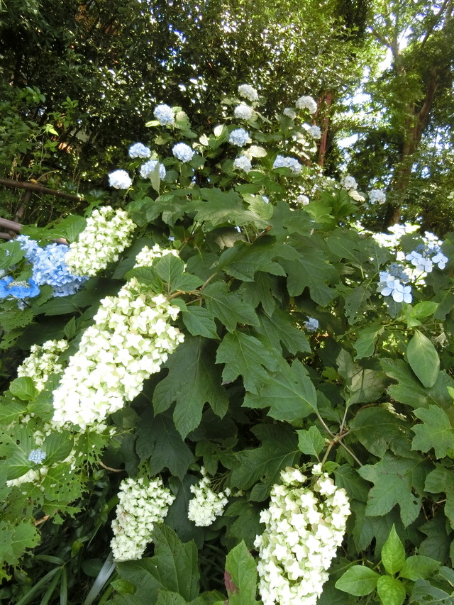 20180625_114729_CIMG1140