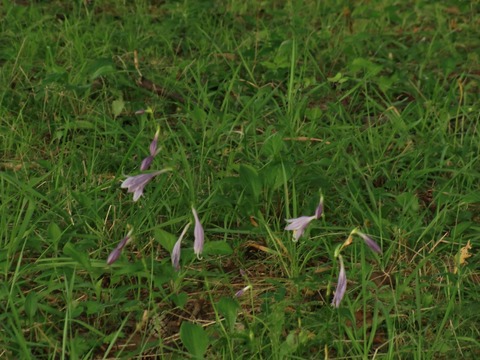 20100810_063202_CIMG0464