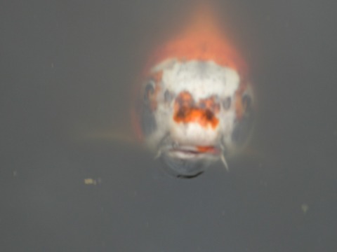 20130421_154133_CIMG3301