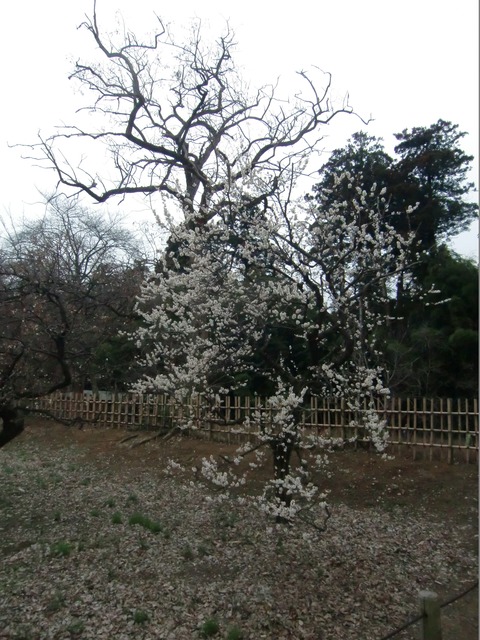 20150315_113853_CIMG4201