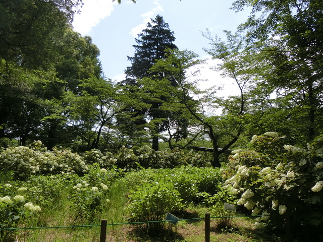 20180609_101136_CIMG0197