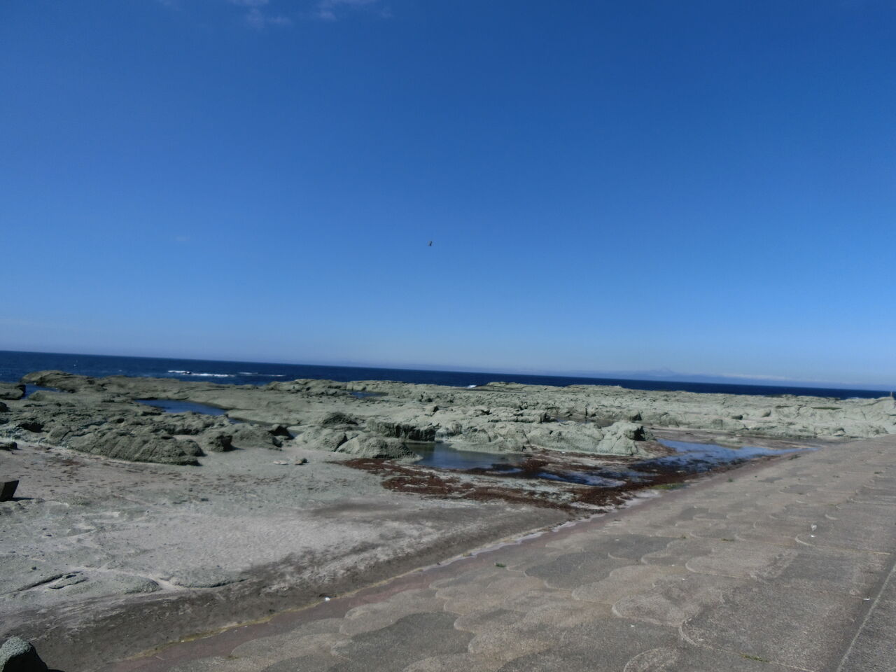 19 7 16 火 千畳敷海岸 青森県 ウシ子とウシ夫の牛歩旅 19 7 16 火 千畳敷海岸 青森県 ウシ子とウシ夫の牛歩旅