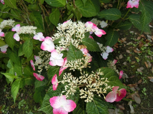 20180609_101323_CIMG0199