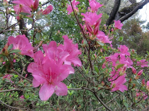 20160403_163924_CIMG6909