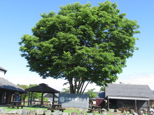 21 5 22 土 道の駅川場田園プラザe車中泊 群馬県 ウシ子とウシ夫の牛歩旅