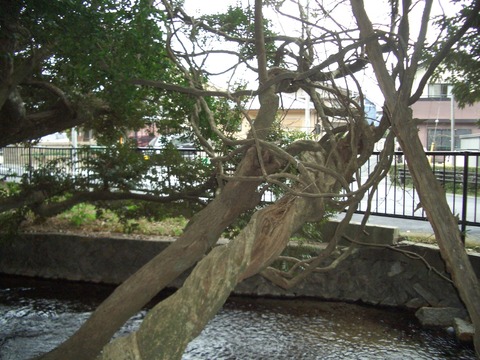 20130331_091531_CIMG3235