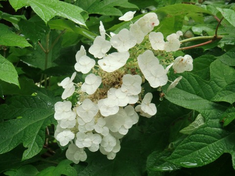 20130616_102917_CIMG1775