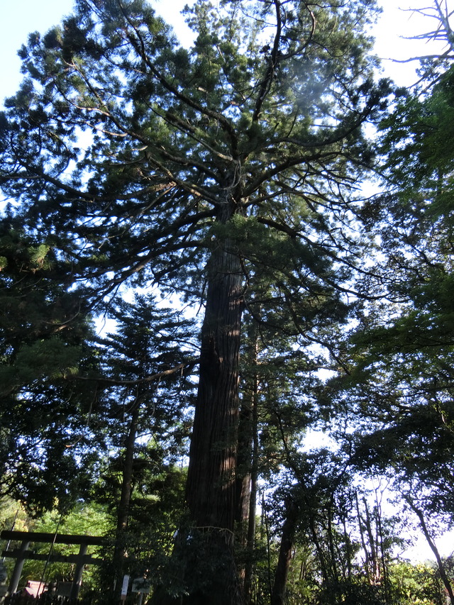 20180421_160039_CIMG9154