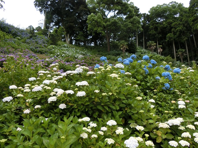 CIMG0429 (1)