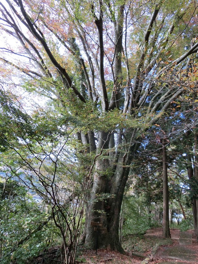20181103_103430_CIMG3353
