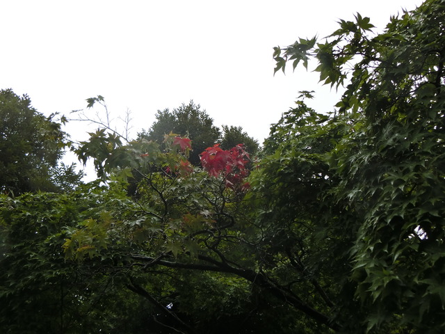 20170730_100457_CIMG1116