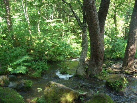 20130815_085556_CIMG3732