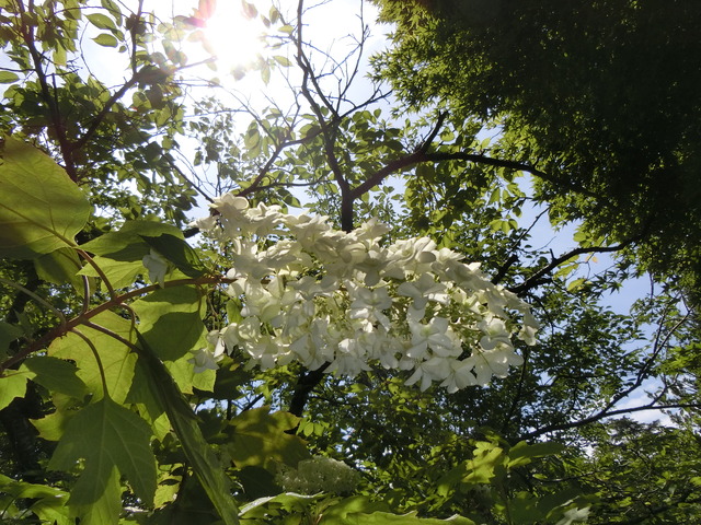 20180609_101223_CIMG0198