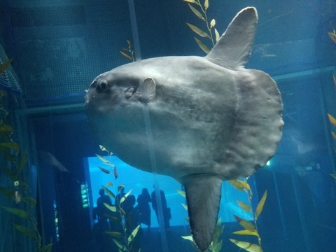 【画像】打ち上げられたマンボウの顔、ガチすぎて草ｗｗｗｗｗｗｗ