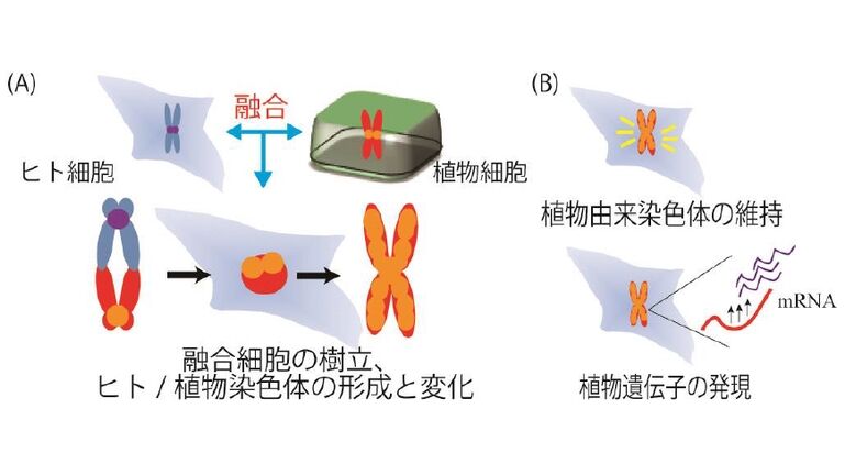 研究者総覧 - 鳥取大学