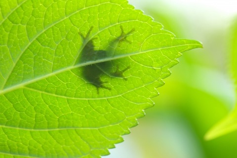 【画像】テキサスで河童のようなカエルが発見される