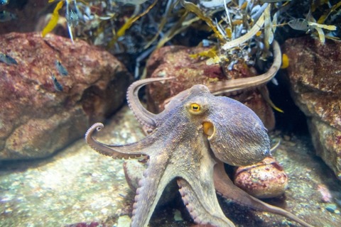 【動画】タコの交尾、壮絶すぎるｗｗｗｗｗｗｗｗｗｗ