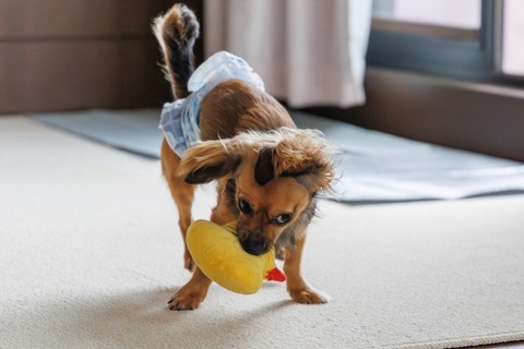 【画像】イギリス政府「めちゃくちゃ凶暴だから飼育禁止のワンちゃんたちがこちらです」→
