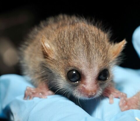 Baby-Lemurs