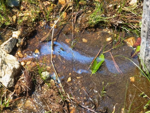 【衝撃】「水溜まりに浮いてる油」実は油じゃなてコレだったｗｗｗｗｗｗｗｗ