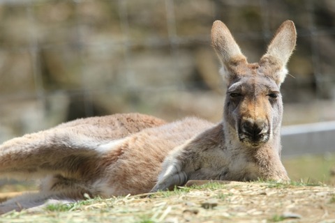 【閲覧注意】カンガルーのお腹、めちゃくちゃグロい（お前らが想像する二十倍グロい……）
