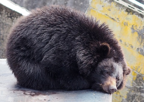 【動画】ヒグマさん「おっパイロンが倒れとるやんけ・・・・せや！」