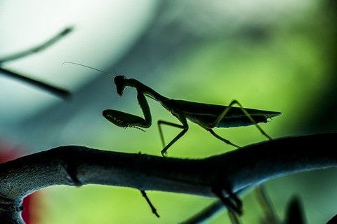 insect-3994951_640