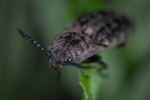insect-3419377_1280
