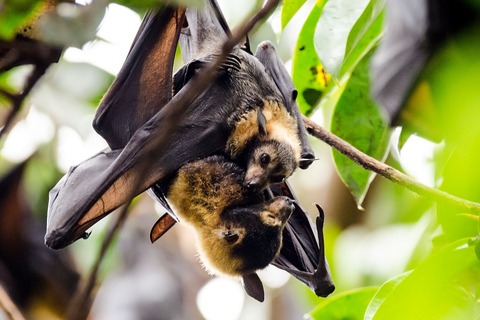 bats-3495805_960_720