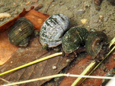【画像】淡水貝「ただ卵産むだけだと川の流れに流されて段々下流に行きやがて海について全滅だな…せや！」→