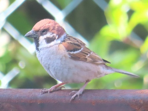 【画像】スズメさん、うっかりスズメバチの巣に引っ越してしまった結果ｗｗｗｗｗ