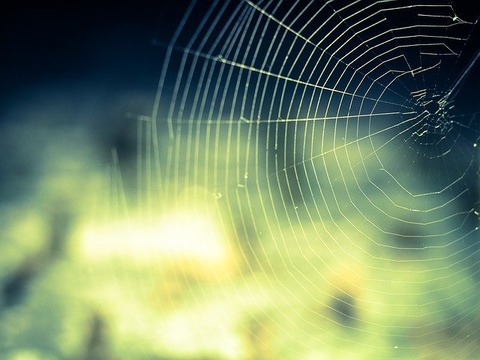 cobweb-959578_640
