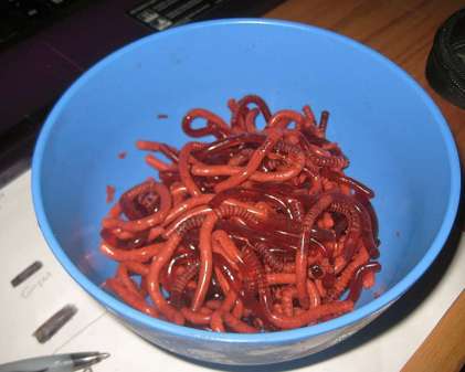 jello-worm