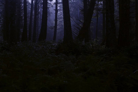 dark-forest-4395986_960_720