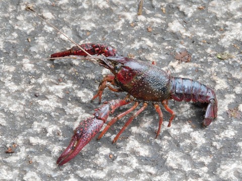 JKさん、ザリガニの交尾研究で定説を覆してしまう