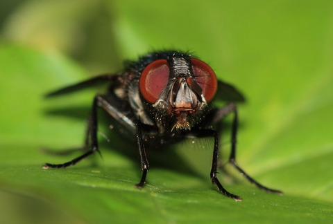科学者(1668年)「ハエは自然発生してるのかどうか知りたいなあ………せや！！」→結果・・・・・・