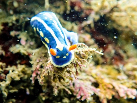 浜辺を歩く彼女「あ！ウミウシだ！」ワイ「そら浜辺なんやからウミウシぐらいおるやろ…」