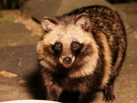 tanuki2
