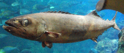 baramutu5337