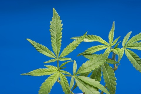 【驚愕】大麻の成分「CBD」が慢性痛や抑うつに効果　有効性が明らかに・・・