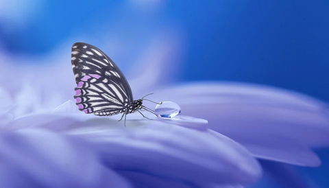 butterfly-3054736_960_720