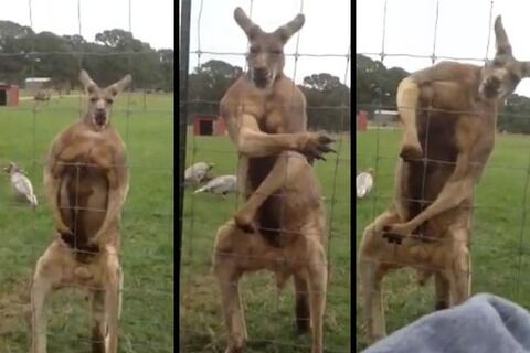kangaroo-steriods